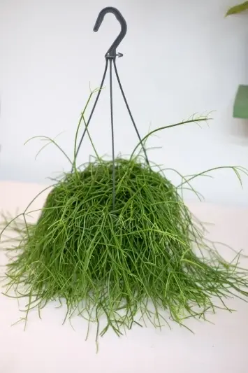 Rhipsalis baccifera Oasis - Img 5