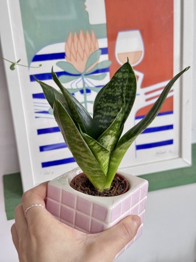 Sansevieria Hahnii Silver Star - Img 4