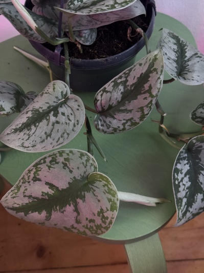 Scindapsus pictus Trebie - Img 2