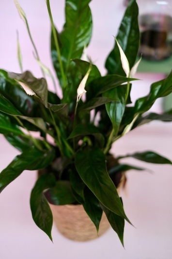 Spathiphyllum Sweet Curiosa - Img 6
