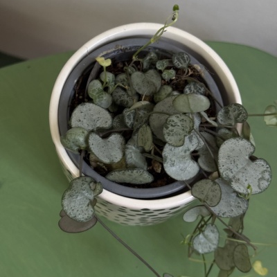 String of hearts (Ceropegia Woodii) - Img 3