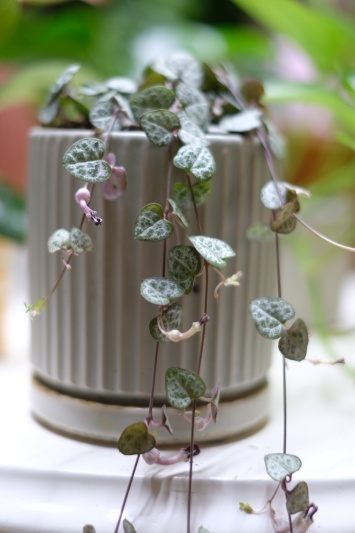String of hearts (Ceropegia Woodii) - Img 2