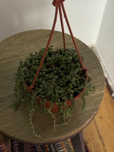 String of pearls (Senecio rowleyanus) - Img 3
