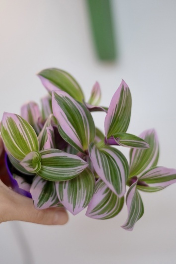 Tradescantia Nanouk