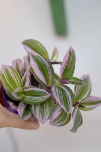 Tradescantia Nanouk