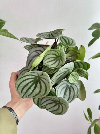 Watermelon Peperomia (Peperomia Argyreia) - Img 6