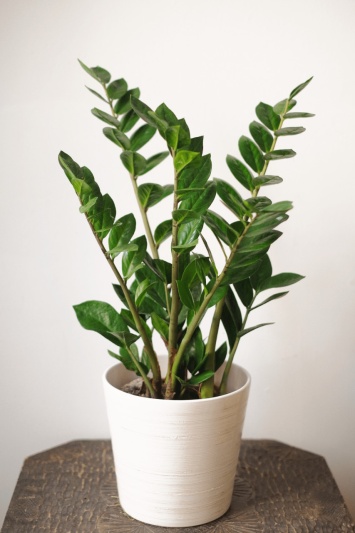 Zamioculcas Zamiifolia