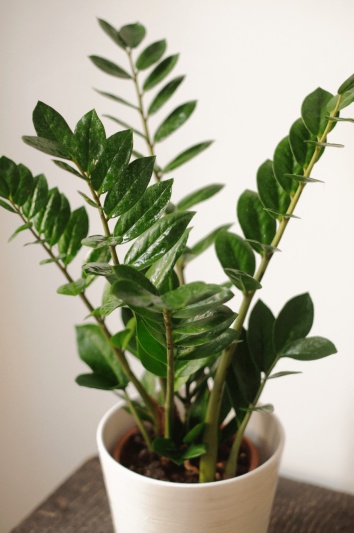 Zamioculcas Zamiifolia - Img 3