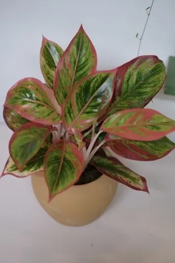 Aglaonema Crete V1