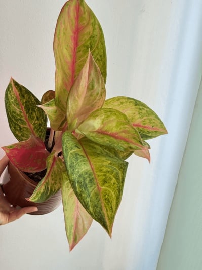 Aglaonema Guava Pink - Img 6