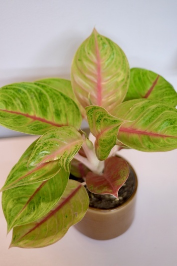 Aglaonema 'Iguana Red'