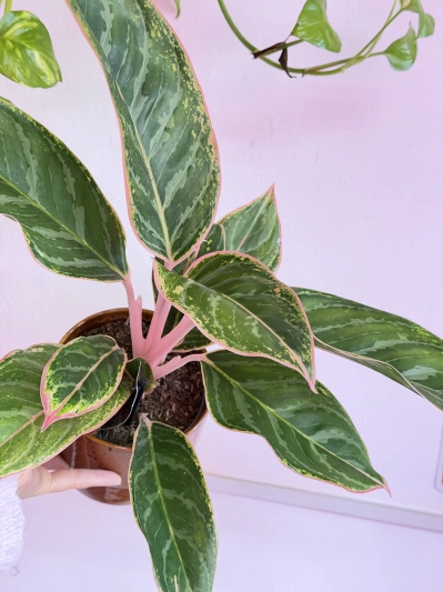 Aglaonema Light Pink Star - Img 4