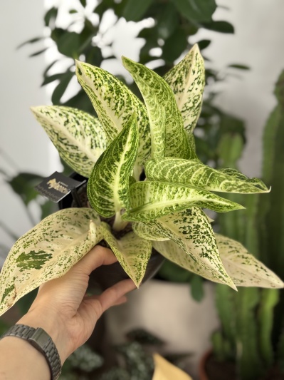 Aglaonema Polar Springtime - Img 2