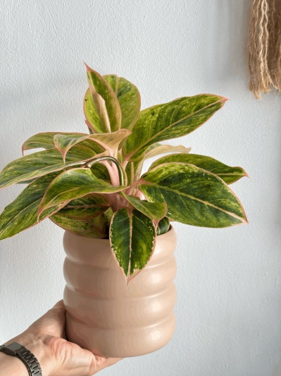 Aglaonema Salmon Fantasy - Img 2