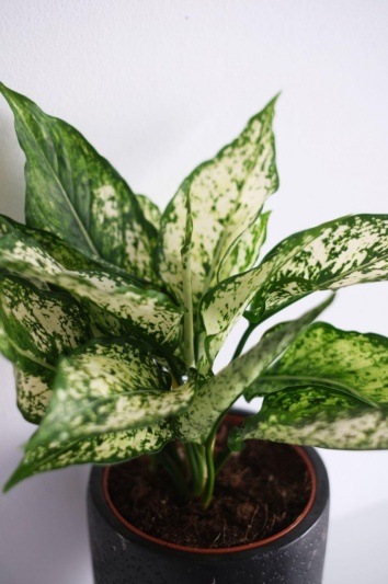 Aglaonema Snow - Img 1