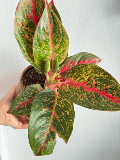 Aglaonema Spotted Star - Img 5