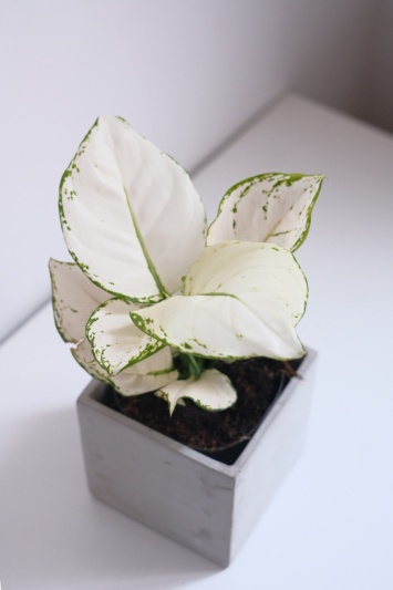 Aglaonema White Joy - Img 3
