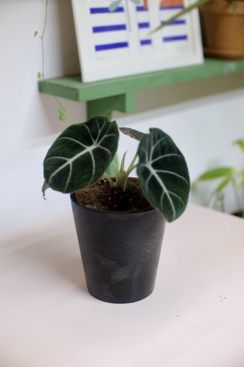 Alocasia Black Velvet - Img 4