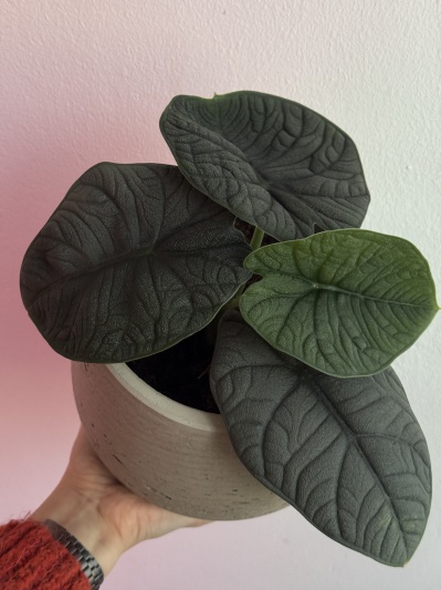 Alocasia Melo - Img 1