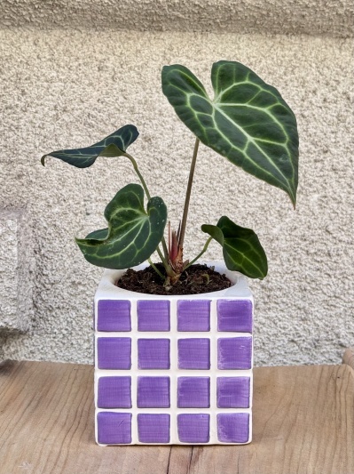 Anthurium Clarinervium