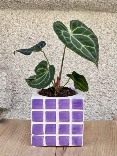 Anthurium Clarinervium