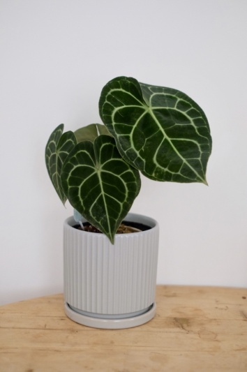 Anthurium Clarinervium - Img 6