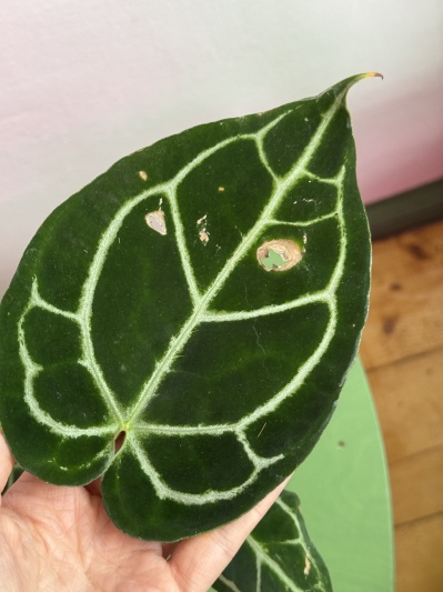 Anthurium Crystallinum - Img 3