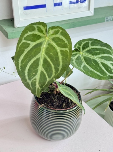 Anthurium Magnificum - Img 3