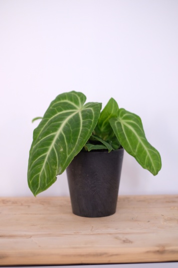 Anthurium Villenaorum - Img 5