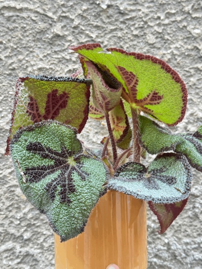 Begonia Masoniana Iron Cross - Img 3