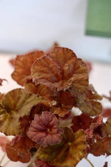 Begonia Rex Amber Love
