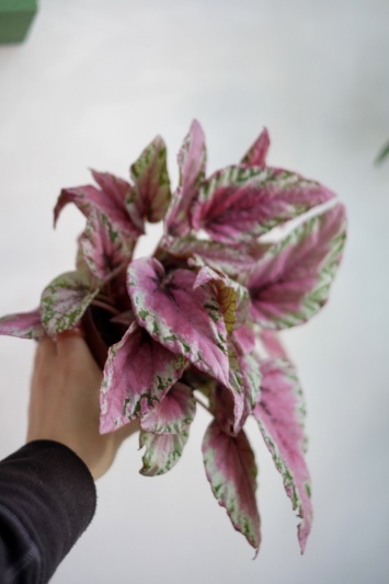 Begonia Rex Pink Summer - Img 2