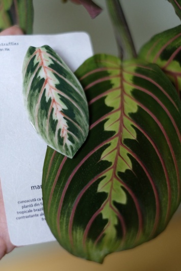 Broșă Maranta Leuconeura Tricolor - Img 4