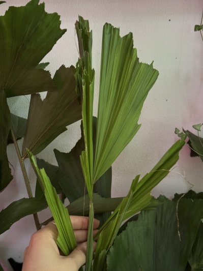 Caryota minis - Img 3