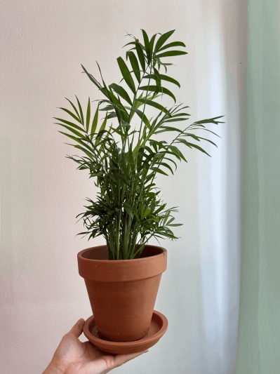 Chamaedorea elegans - Img 1