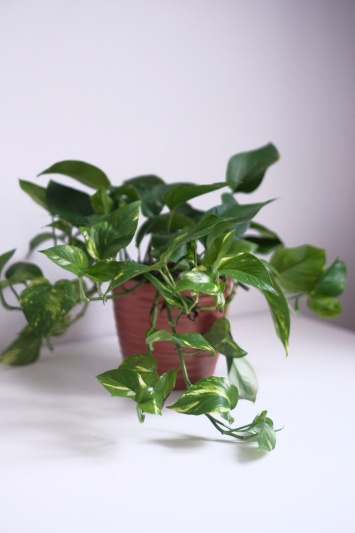 Devil's Ivy / Epipremnum Aureum - Img 5