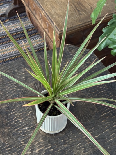 Dracaena Marginata Bicolor - Img 2