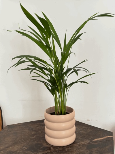Dypsis Lutescens - Img 1