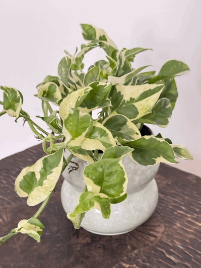 Epipremnum Aureum N'Joy - Img 1