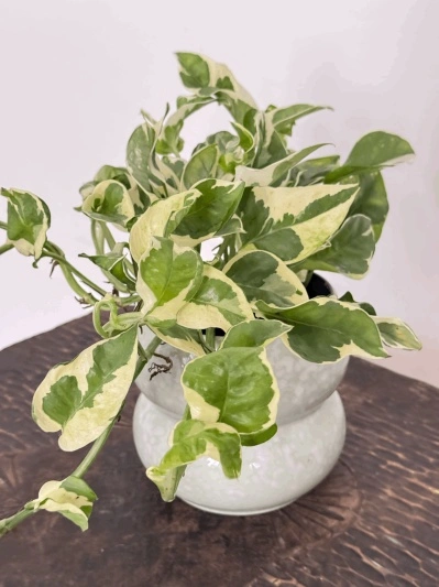 Epipremnum Aureum N'Joy