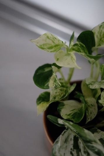 Epipremnum Happy Leaf (Pothos Manjula) - Img 3