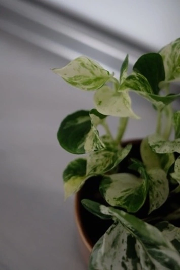 Epipremnum Happy Leaf (Pothos Manjula) - Img 3