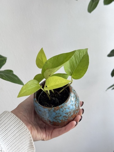 Epipremnum Neon (baby plant) - Img 4