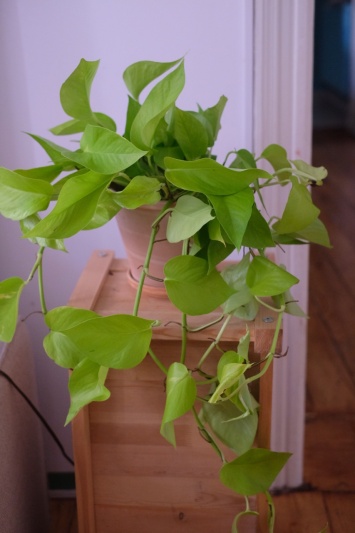 Epipremnum Neon (L) - Img 2