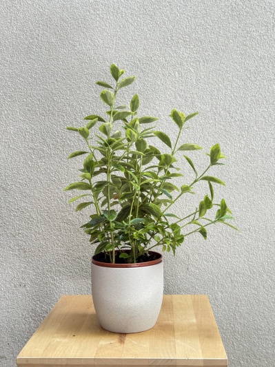 Euonymus japonicus - Img 1