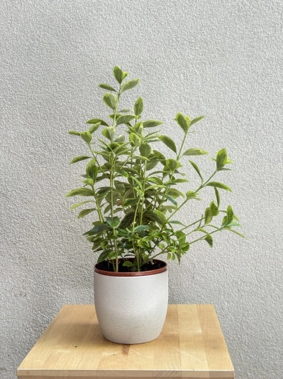 Euonymus japonicus