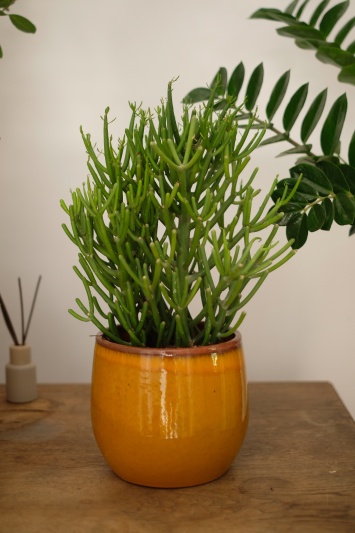 Euphorbia Tirucalli