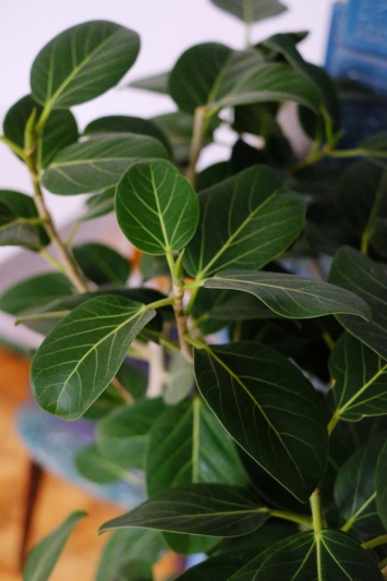 Ficus benghalensis Audrey - Img 3