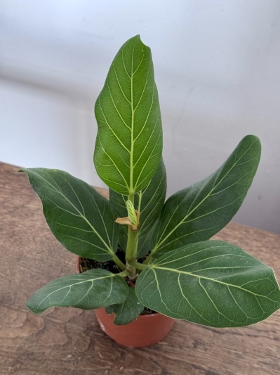 Ficus benghalensis Audrey - Img 5