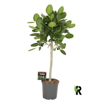 Ficus benghalensis Audrey - Img 5